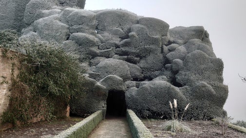 Frost-covered yew hedges at Powis Castle and Garden, Wales